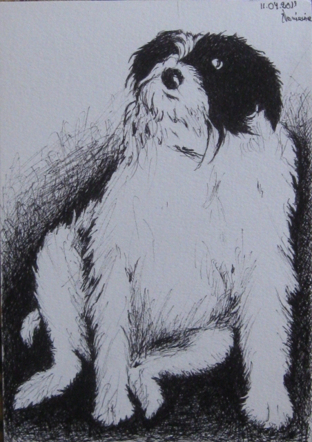 Edward Noniewicz - Inne prace - rysunki - 134 / 134 - Pies Pucka