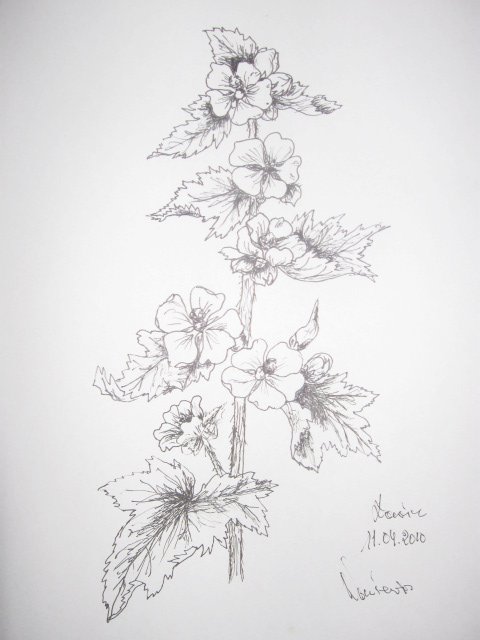 Edward Noniewicz - Inne prace - rysunki - 108 / 134 - Kwiaty