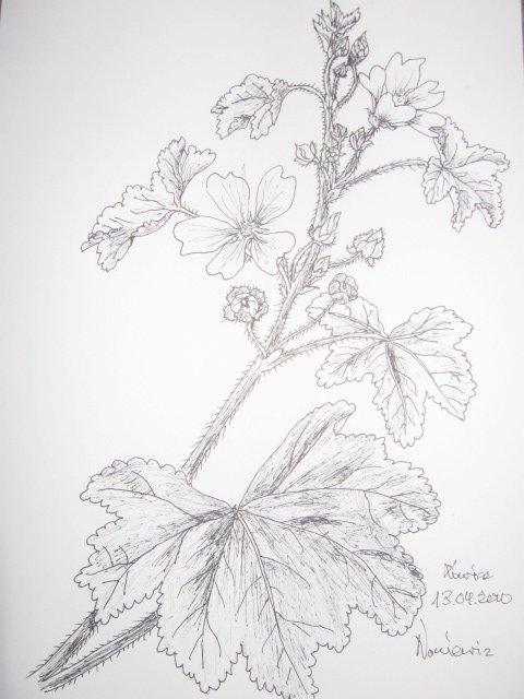 Edward Noniewicz - Inne prace - rysunki - 110 / 134 - Kwiaty