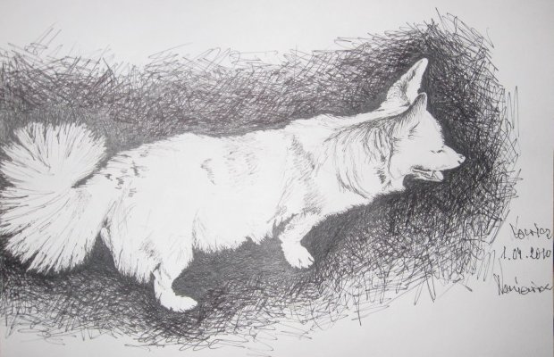 Edward Noniewicz - Inne prace - rysunki - 128 / 134 - Pies Żaba