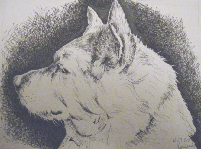 Edward Noniewicz - Inne prace - rysunki - 129 / 134 - Pies Żaba