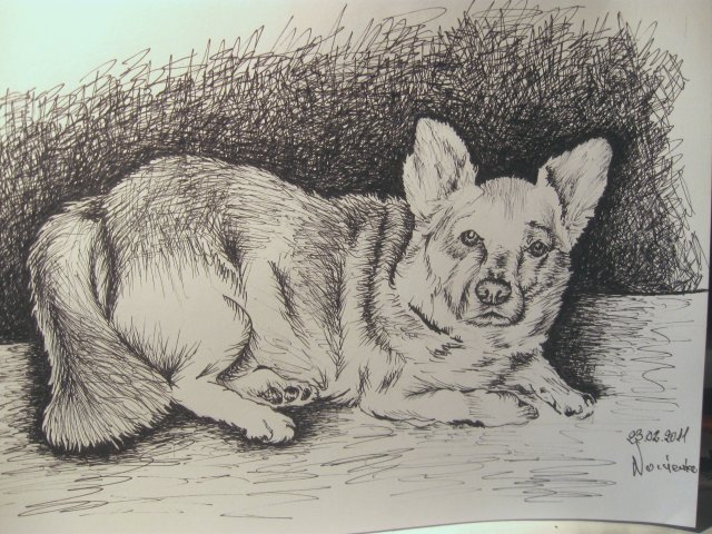 Edward Noniewicz - Inne prace - rysunki - 132 / 134 - Pies Żaba