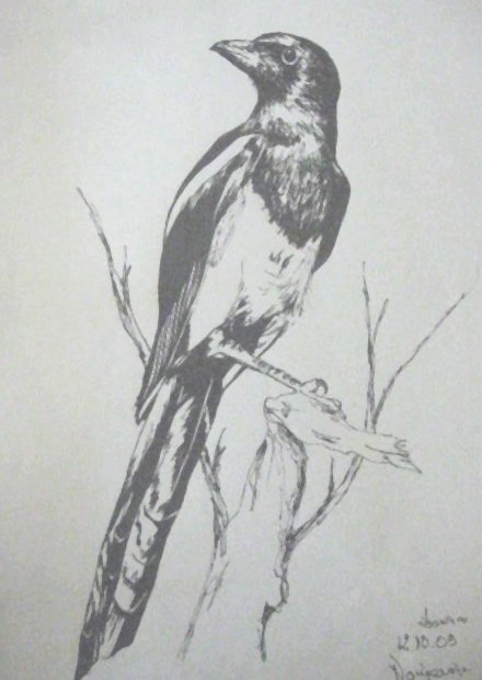 Edward Noniewicz - Inne prace - rysunki - 94 / 134 - Ptaki