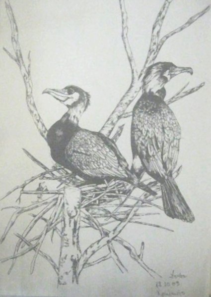 Edward Noniewicz - Inne prace - rysunki - 95 / 134 - Ptaki