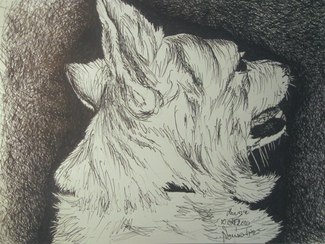 Edward Noniewicz - Inne prace - rysunki - 126 / 134 - Pies Żaba