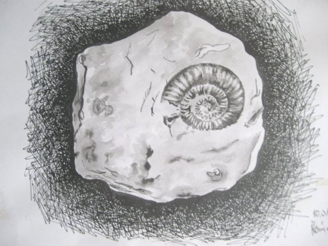 Edward Noniewicz - Inne prace - rysunki - 36 / 134 - Skamieniały amonit