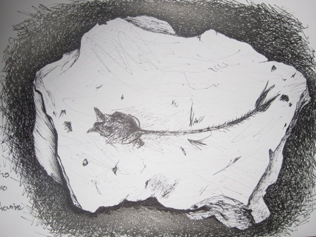 Edward Noniewicz - Inne prace - rysunki - 10 / 134 - Skamieniała ryba