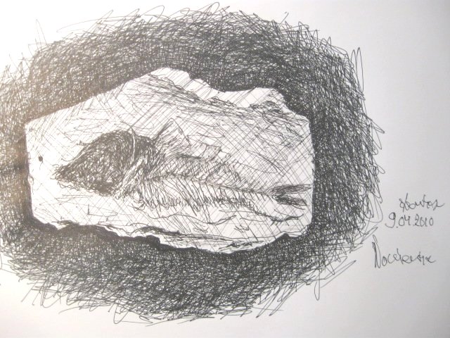 Edward Noniewicz - Inne prace - rysunki - 7 / 134 - Skamieniała ryba