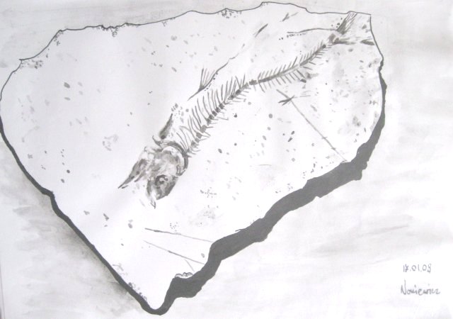 Edward Noniewicz - Inne prace - rysunki - 8 / 134 - Skamieniała ryba