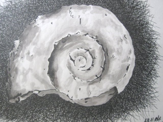 Edward Noniewicz - Inne prace - rysunki - 42 / 134 - Skamieniały amonit