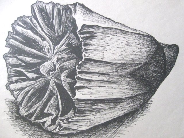 Edward Noniewicz - Inne prace - rysunki - 24 / 134 - Skamieniały koral