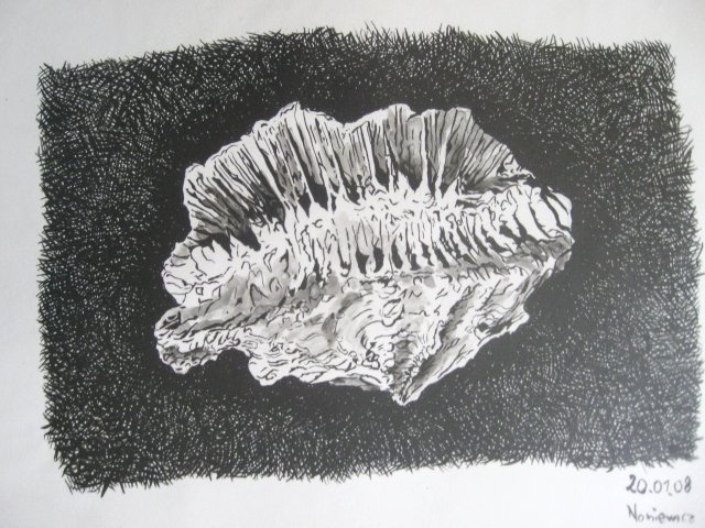 Edward Noniewicz - Inne prace - rysunki - 23 / 134 - Skamieniały koral