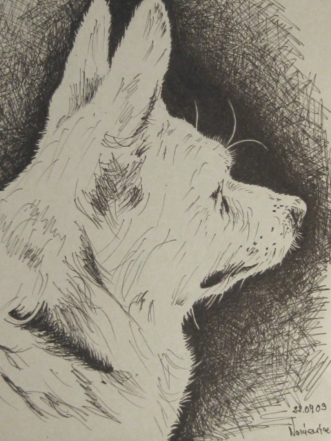 Edward Noniewicz - Inne prace - rysunki - 130 / 134 - Pies Żaba