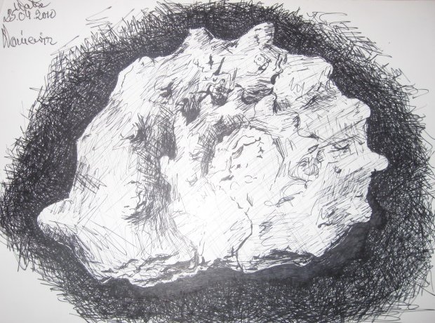 Edward Noniewicz - Inne prace - rysunki - 31 / 134 - Skamieniały amonit