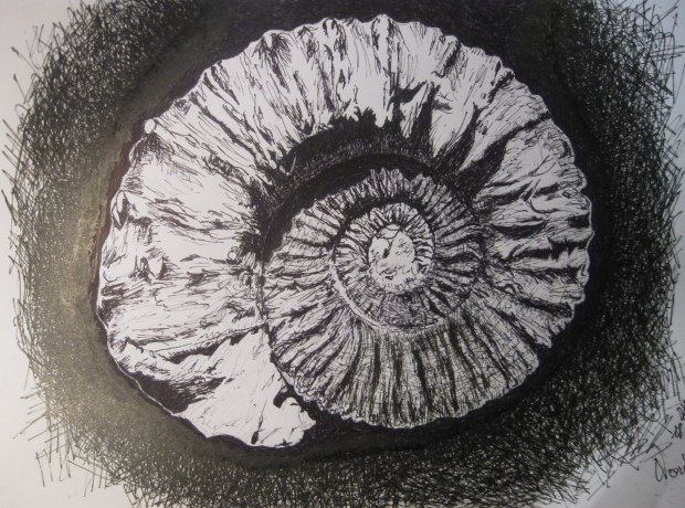Edward Noniewicz - Inne prace - rysunki - 32 / 134 - Skamieniały amonit