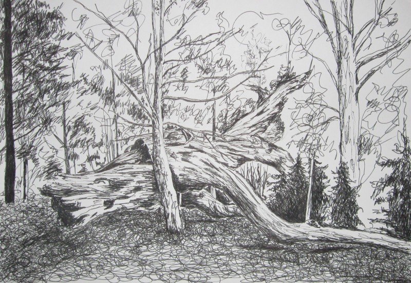 Edward Noniewicz - Inne prace - rysunki - 118 / 134 - Drzewo, D±b, Wałcz