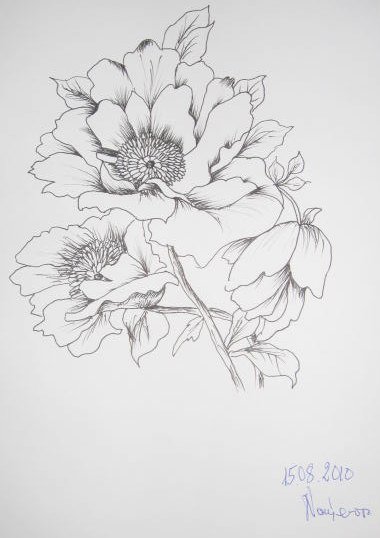 Edward Noniewicz - Inne prace - rysunki - 111 / 134 - Kwiaty