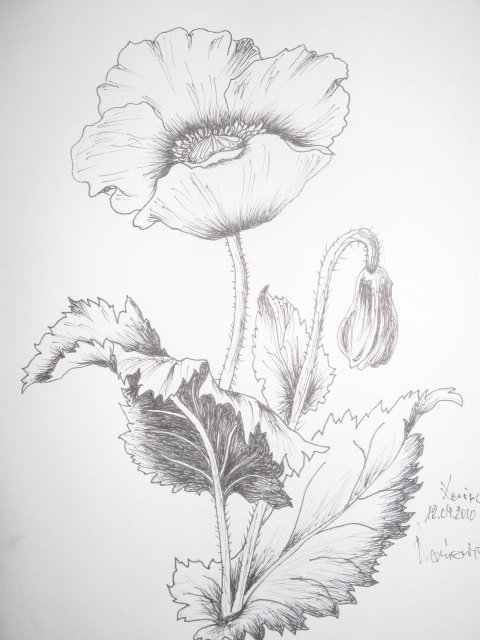 Edward Noniewicz - Inne prace - rysunki - 114 / 134 - Kwiaty