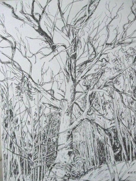 Edward Noniewicz - Inne prace - rysunki - 117 / 134 - Drzewo