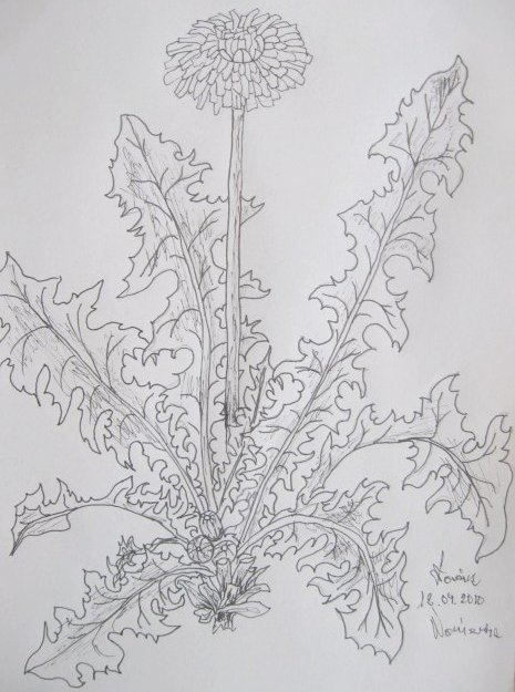 Edward Noniewicz - Inne prace - rysunki - 115 / 134 - Kwiaty