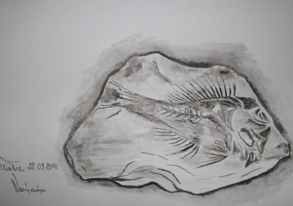 Edward Noniewicz - Inne prace - rysunki - 11 / 134 - Skamieniała ryba