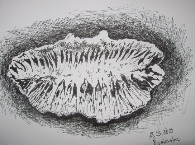 Edward Noniewicz - Inne prace - rysunki - 22 / 134 - Skamieniały koral