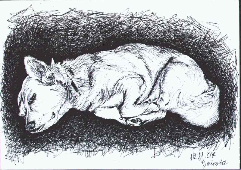 Edward Noniewicz - Inne prace - rysunki - 131 / 134 - Pies Żaba