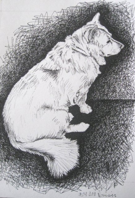 Edward Noniewicz - Inne prace - rysunki - 133 / 134 - Pies Żaba
